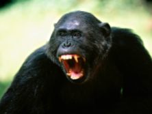 chimpanzee-3